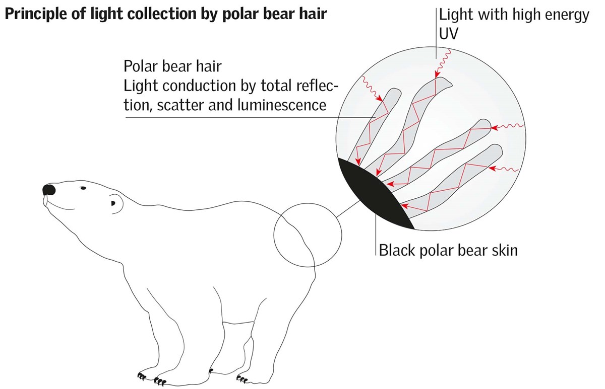 Polar bear hair conducts the high energy UV-light by total reflection, scatter and luminescence to the black body surface of the bear, where it is converted into heat.