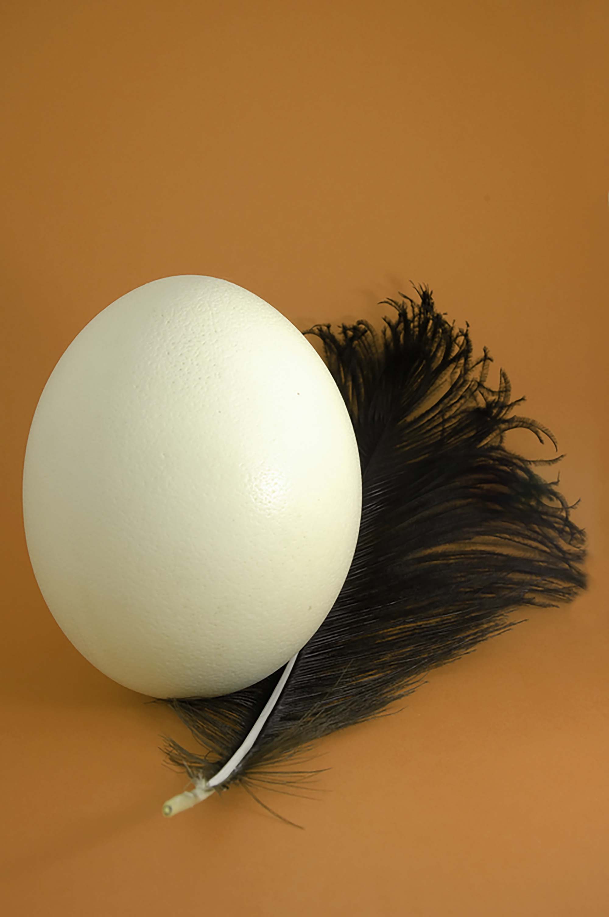 Ostrich Egg2 Reva