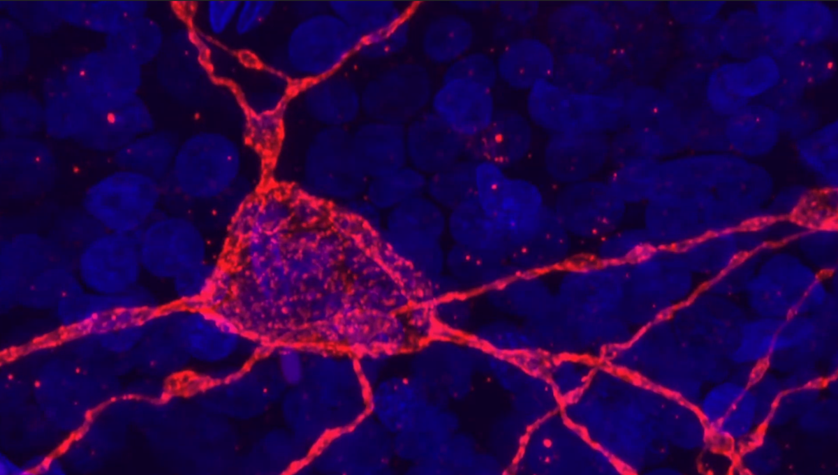 Photosensitive Retinal Ganglion Cells (pRGCs)